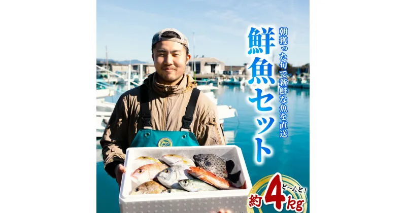 【ふるさと納税】産地直送！ 海陽町より旬の魚をお届け！ 鮮魚セット 中セット 約4kg 詰め合わせ 鮮魚 海 海の幸 朝獲れ とれとれ 新鮮