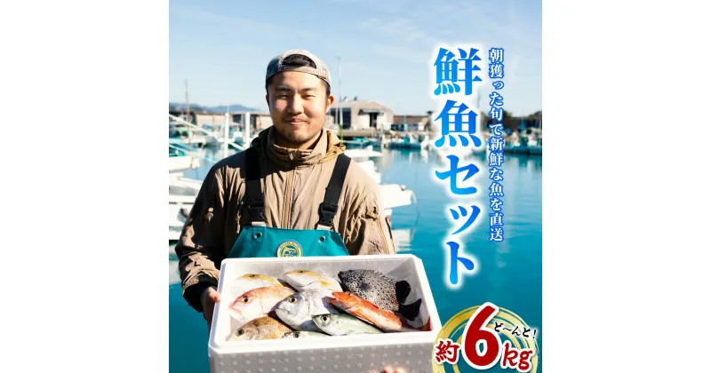 【ふるさと納税】産地直送！ 海陽町より旬の魚をお届け！ 鮮魚セット 大セット 約6kg 詰め合わせ 鮮魚 海 海の幸 朝獲れ とれとれ 新鮮