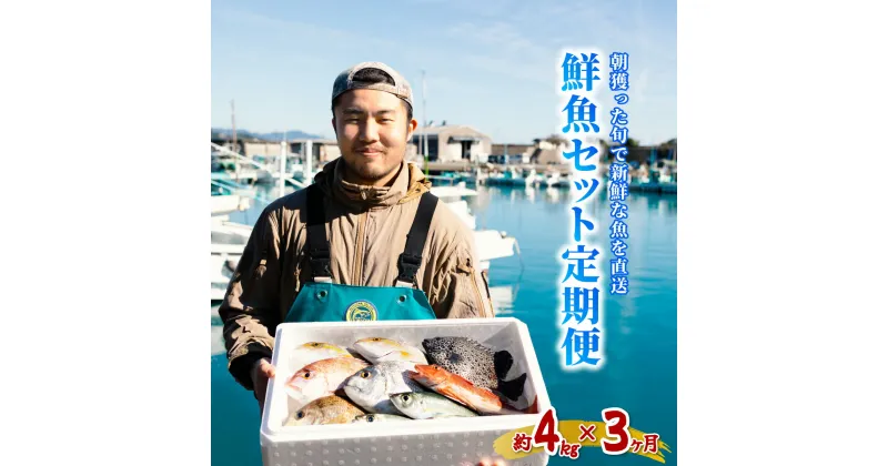 【ふるさと納税】 定期便全3回 産地直送！ 海陽町より旬の魚をお届け！ 鮮魚セット 中セット 約4kg×3ヶ月連続 詰め合わせ