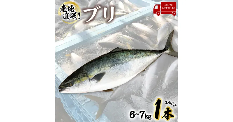 【ふるさと納税】 産地直送！ 超特大！海陽町よりブリまるごと1本をお届け！ ぶり 鰤 海鮮 新鮮 魚 国産 ぶりしゃぶ 【2025年3月中旬～4月にお届け／北海道・東北・沖縄・離島不可】