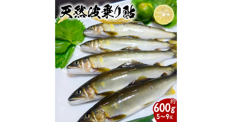 【ふるさと納税】天然波乗り鮎 約600g 5～9尾 鮎 天然 約600g あゆ アユ 天然鮎 清流 海部川 川魚 冷凍