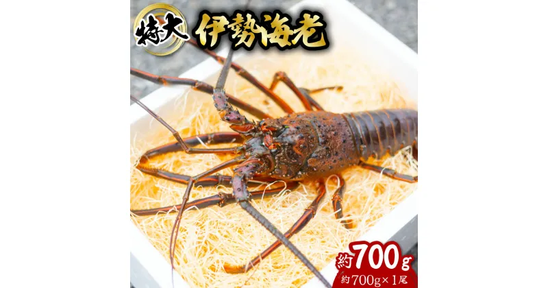 【ふるさと納税】 伊勢海老 特大 約700g 約700g×1尾 伊勢えび 伊勢エビ いせえび イセエビ 海老 えび エビ 海鮮 海産物 海の幸 おせち 高級 国産 海鮮 ギフト 【11月以降にお届け／要配送日指定】