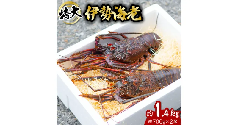 【ふるさと納税】 伊勢海老 特大 約1.4kg 約700g×2尾 伊勢えび 伊勢エビ いせえび イセエビ 海老 えび エビ 海鮮 海産物 海の幸 おせち 高級 国産 海鮮 ギフト 【11月以降にお届け／要配送日指定】