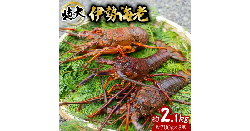 【ふるさと納税】 伊勢海老 特大 約2.1kg 約700g×3尾 伊勢えび 伊勢エビ いせえび イセエビ 海老 えび エビ 海鮮 海産物 海の幸 おせち 高級 国産 海鮮 ギフト 【11月以降にお届け／要配送日指定】