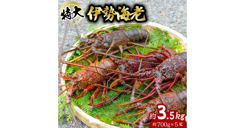 【ふるさと納税】 伊勢海老 特大 約3.5kg 約700g×5尾 伊勢えび 伊勢エビ いせえび イセエビ 海老 えび エビ 海鮮 海産物 海の幸 おせち 高級 国産 海鮮 ギフト 【11月以降にお届け／要配送日指定】