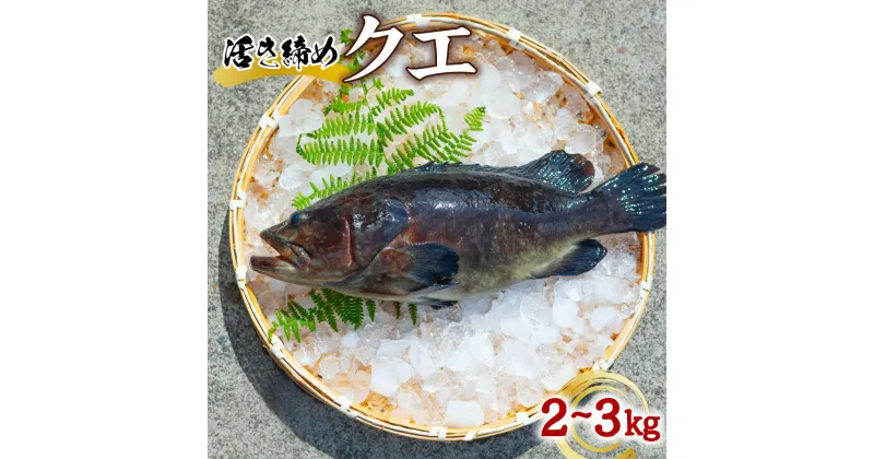 【ふるさと納税】クエ 活き締め 2～3kg 本クエ くえ アラ 鮮魚 クエ鍋 高級 高級魚 産地直送 冷蔵 養殖 国産 九絵