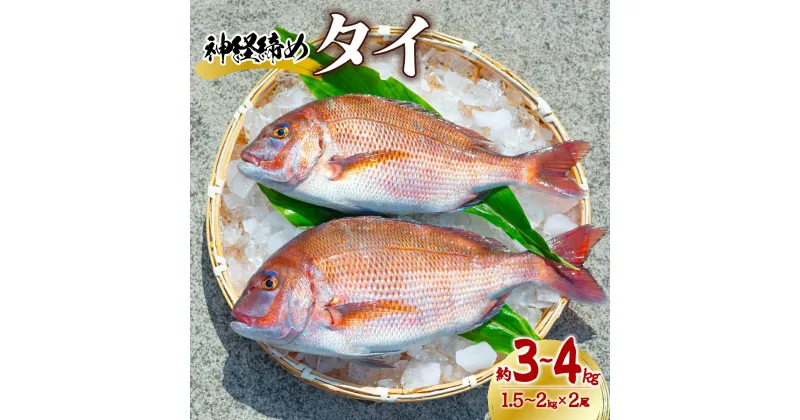 【ふるさと納税】タイ 神経締め 2尾 計約3～4kg 鯛 たい 真鯛 マダイ 鮮魚 産地直送 冷蔵 養殖 国産 記念日 お食い初め お祝い 祝膳 おせち