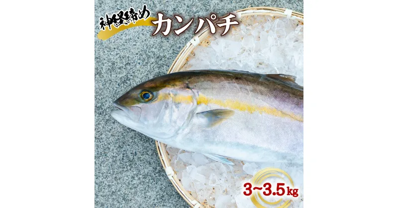 【ふるさと納税】カンパチ 神経締め 3～3.5kg 1尾 かんぱち 勘八 鮮魚 産地直送 冷蔵 養殖 国産