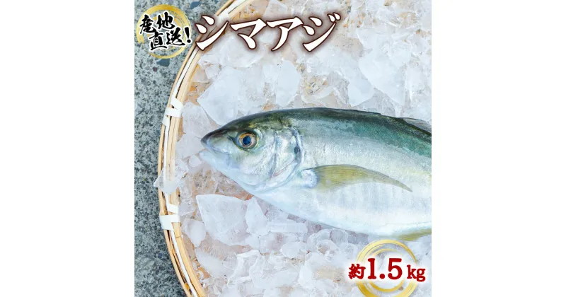 【ふるさと納税】シマアジ 約1.5kg 1尾 しまあじ 縞鯵 高級魚 鮮魚 産地直送 冷蔵 養殖 国産 数量限定