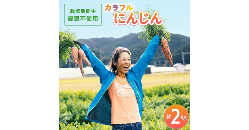 【ふるさと納税】カラフルにんじん 3種 計約2kg 人参 栽培期間中 農薬不使用 にんじん ニンジン 野菜 カロテン 食物繊維 パープルターゲット 京くれない イエロー金美 栽培期間中農薬不使用